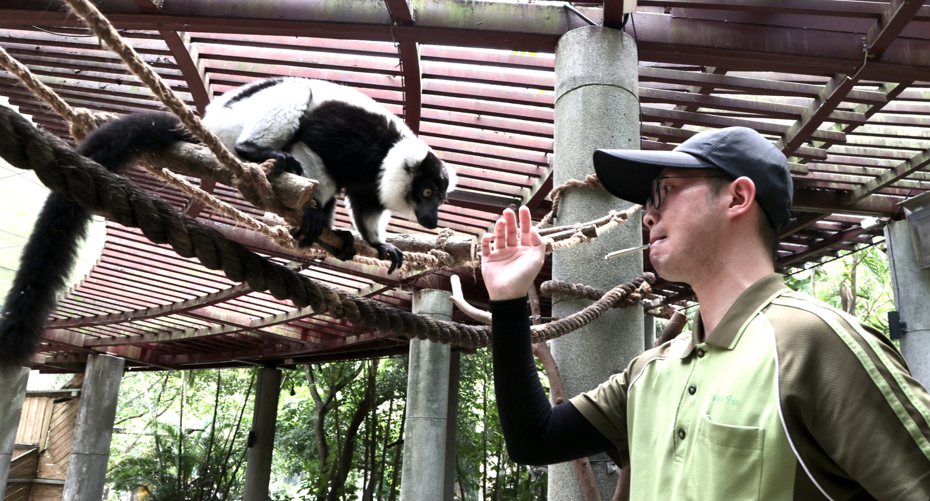 台北市立動物園28歲保育員詹祐翔訓練白頸狐猴，利用鼻定位碰手掌就能獲得獎勵。記者黃義書／攝影