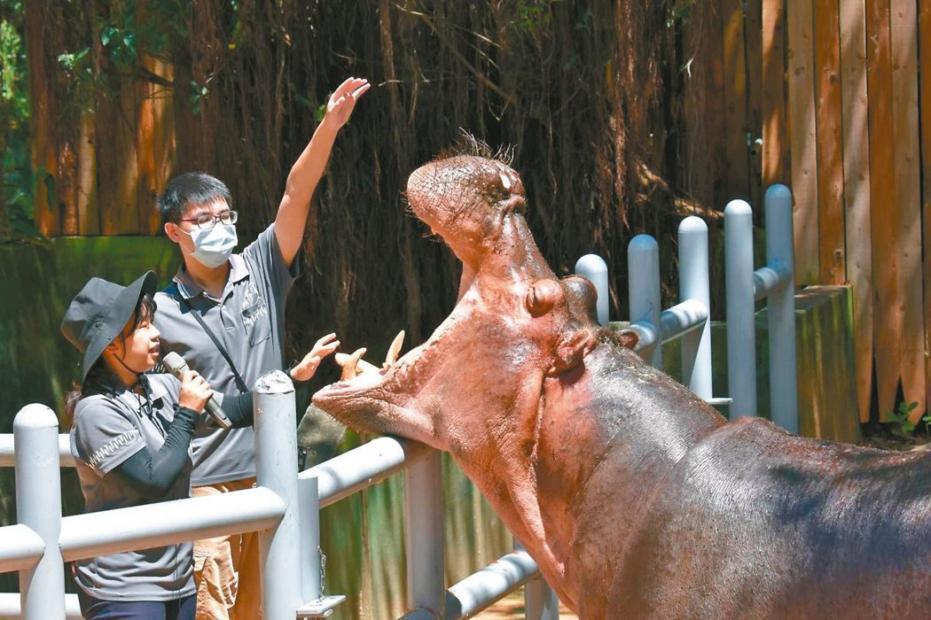 新竹市立動物園保育員平常負責照顧、餵食，也要隨時觀察動物有無異樣，回報獸醫。圖／...