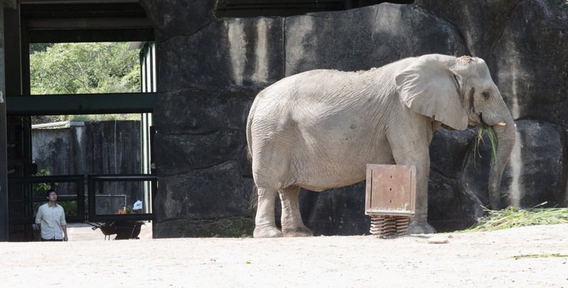 台北市立動物園保育員大清早就開始工作，除了要打掃動物們的欄舍，還得準備早餐，此為非洲動物區非洲象。記者黃義書／攝影