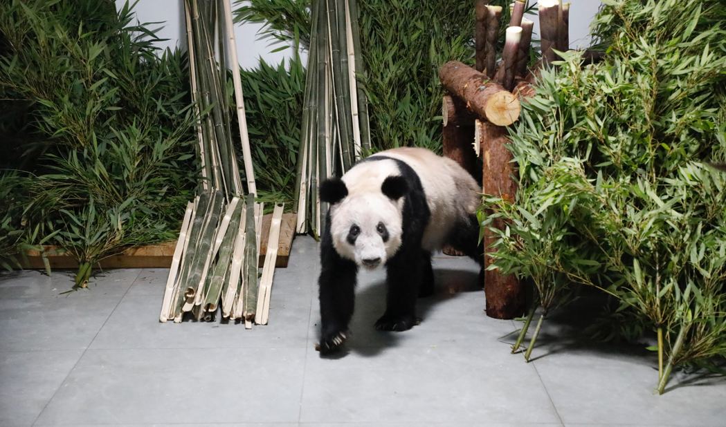 中國大陸旅美貓熊ㄚㄚ已於29日返回北京，未來將在北京動物園內生活。（新華社）