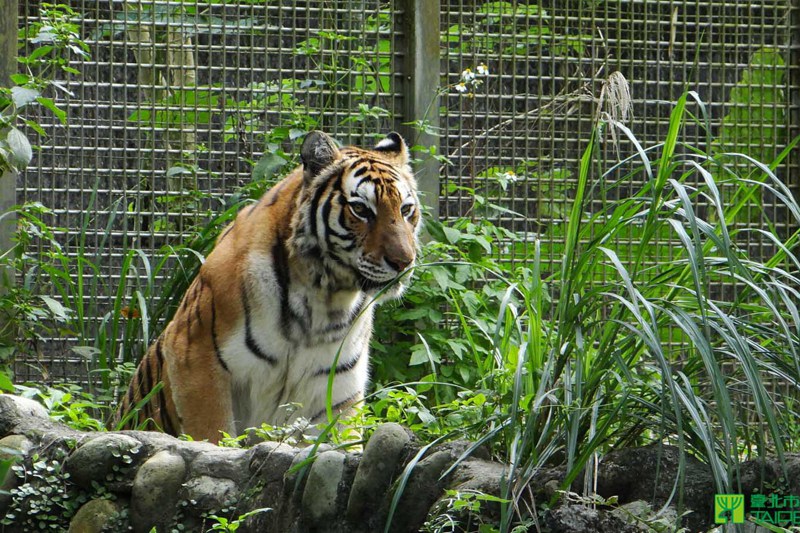 老虎給人的一般印象是非常凶猛，保育員可以看到牠可愛的一面。 圖／台北市立動物園提供