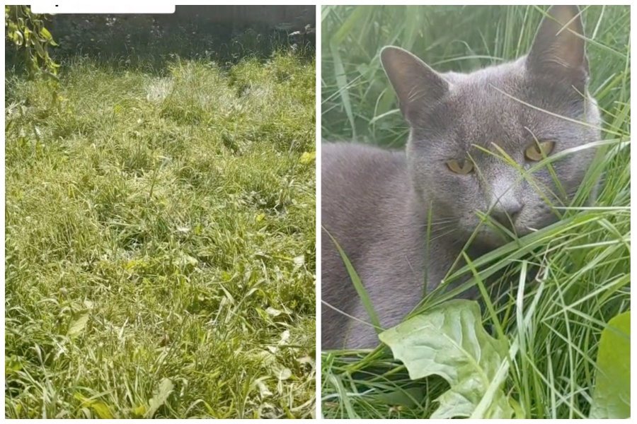 貓咪窩在未修剪的後院草地上，飼主找不到有點傷腦筋。圖取自抖音