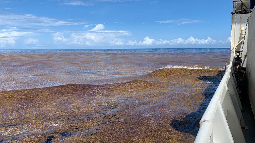 科學家搭船穿越大大西洋馬尾藻帶並收集樣本。 圖片來源：伍爾霍茲海洋科學研究院（W...