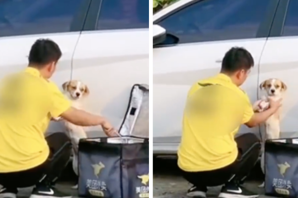 被外送員抓著的小狗一臉無辜，不知道自己吃到的是人家的「飯碗」。圖/翻攝自微博