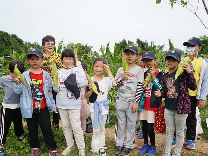 淡水屯山國小食農教育，參觀南瓜隧道的種植過程，並教小朋友怎麼採收玉米，並且讓學生實地操作，讓他們都可以豐收滿滿。 圖／紅樹林有線電視提供