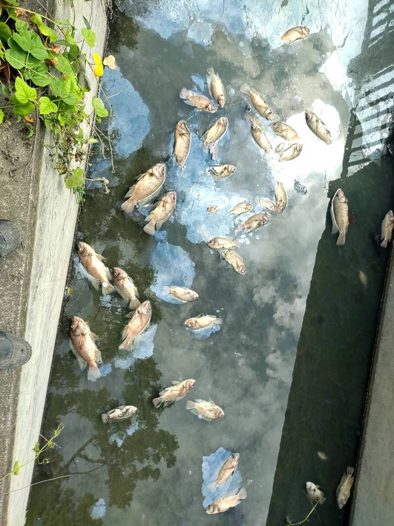 高雄市大寮區社區旁的灌溉溝渠，今天上午出現許多死魚，水面也有油漬漂浮。圖／讀者提供