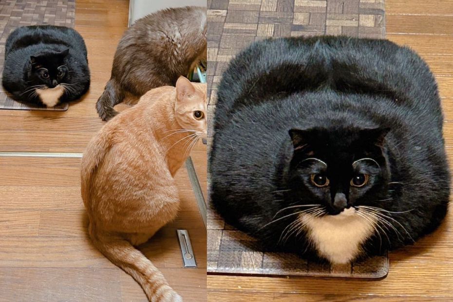 黑白貓「Soprano」變形成一個超大毛茸茸熱水袋。（圖／翻攝自推特 @TOKI_G63）