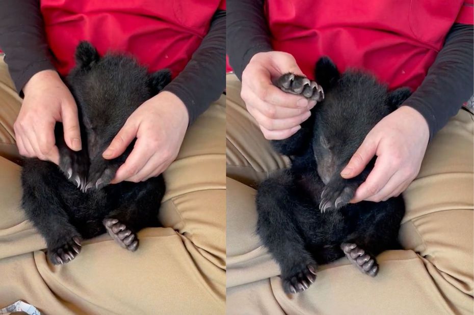 新生小熊窩在飼養員膝間閉起眼睛呼呼大睡。（圖／翻攝自推特 @cuddlykouhou）