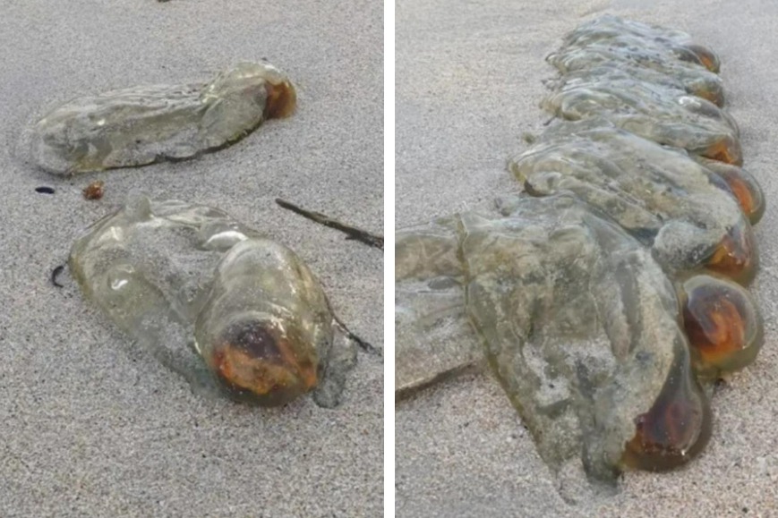有民眾在海灘上散步時驚見一堆詭異的透明果凍狀生物被沖上岸，詭異的照片在網路上瘋傳，不少網友驚呼「根本是外星異形」，結果專家出來解答是一種罕見的生物。 (圖/取自影片)