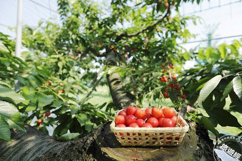 日本山形六月櫻桃產，採果趣 超大顆 「山形紅王」櫻桃進軍台灣