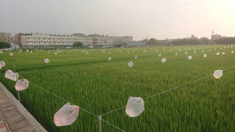 台中市清水區一處稻田，掛滿塑膠袋，驅鳥效果好。圖／民眾提供