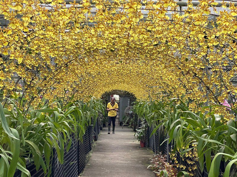 宜蘭金雙甡農場的「黃金隧道」，文心蘭正綻放美姿，明天起開放遊客參觀，時間到6月25日。圖／讀者提供
