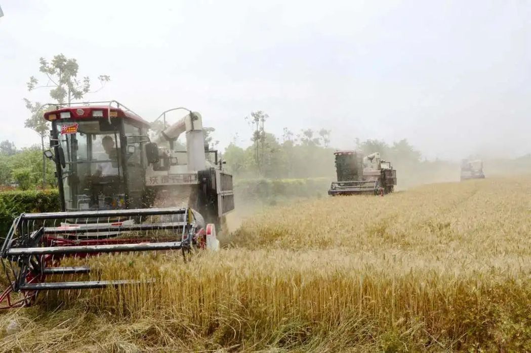 河南正進行小麥搶收。取自澎湃新聞