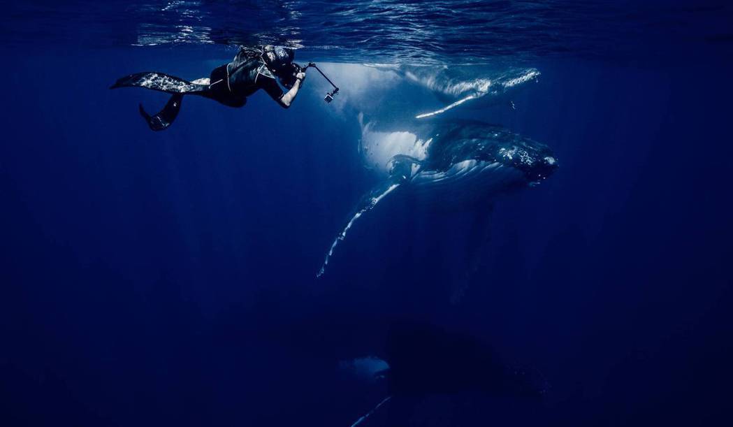 台灣第一位鯨豚攝影師金磊以無盡的熱愛擁抱著海洋，透過鏡頭捕捉每一個令人驚嘆的瞬間...