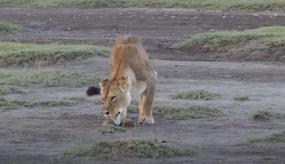 一隻母獅叼著獅子寶寶走在草原上，隨即坐下來幫寶寶舔舐身體，母愛爆發的畫面讓遊客直呼溫馨，但沒想到下一秒畫風劇變。 (圖/取自影片)