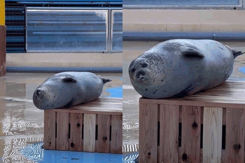 日本東武動物園的海豹在平台邊緣不斷醒來又繼續睡。圖擷自推特/@tobuzoo