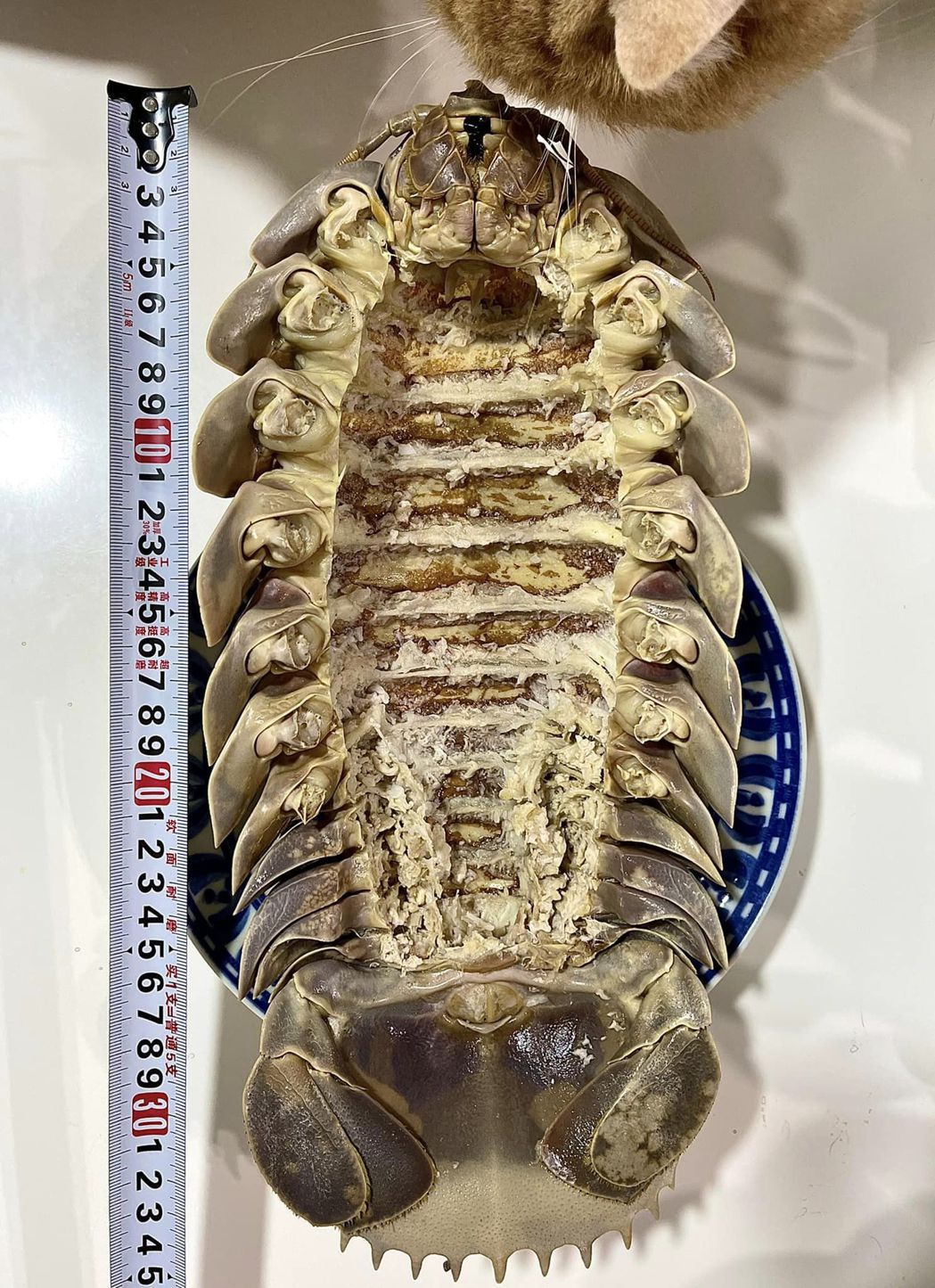 根據照片，可看到大王具足蟲的體長超過30公分。圖／網友Ken Chin授權使用