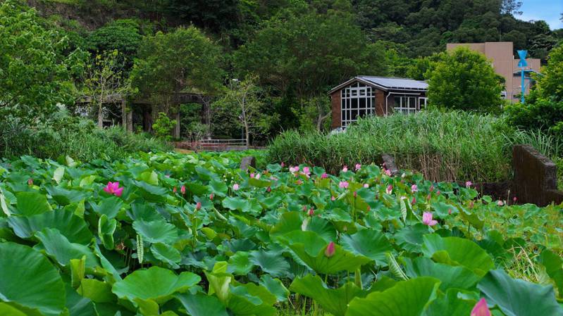 南港山水綠生態公園荷花池正盛開，一旁為新建置的「創能、儲能示範場域」。圖／台北市環保局提供