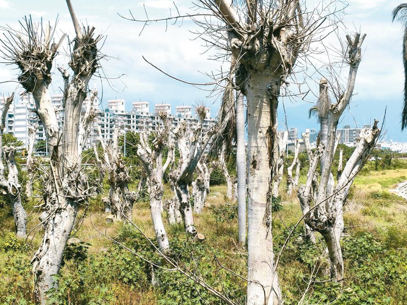 台東市去年移植40餘年「菩提樹」，大半枯死，成為質詢焦點。記者尤聰光／攝影
