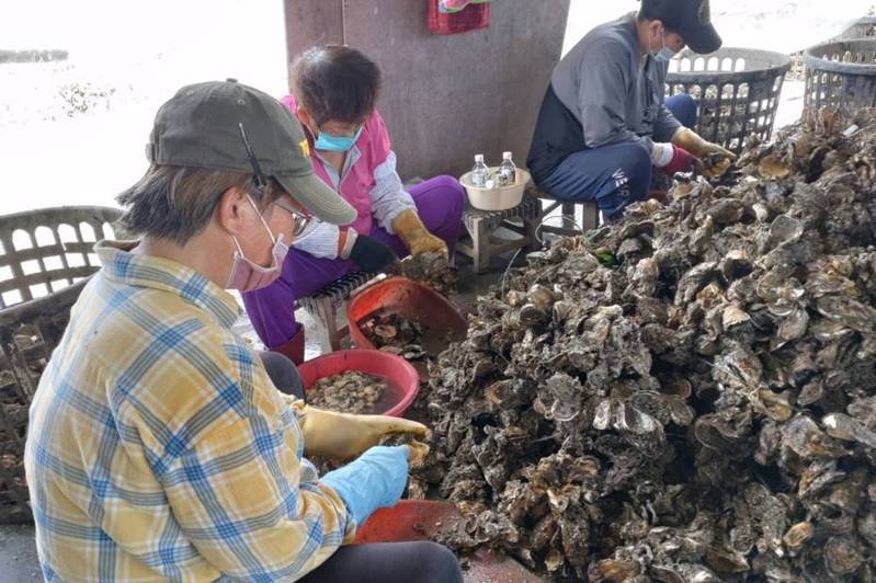 台南牡蠣產期還剩1個月，蚵農擔心颱風季外海棚架若被摧毀，將損失慘重 。記者鄭惠仁／攝影