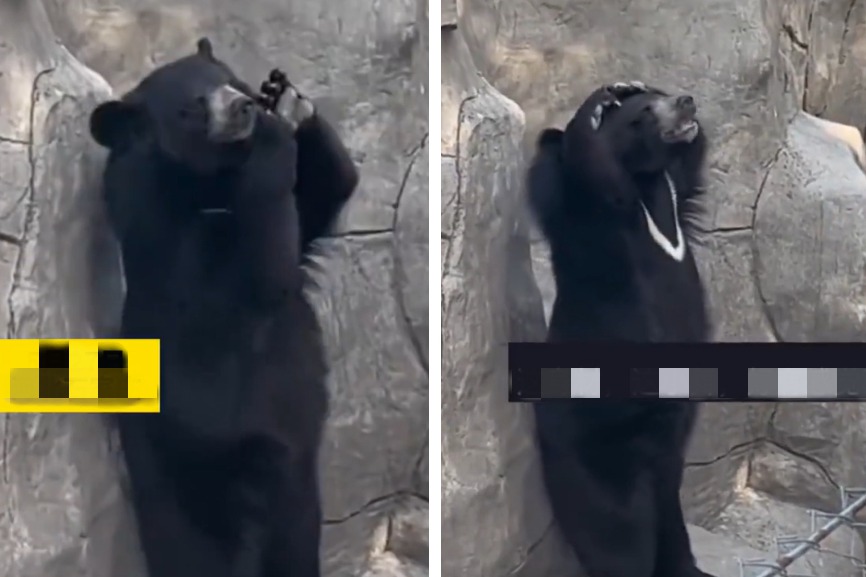 一名網友到動物園遊玩，竟看到一隻比人類還像人類的黑熊主動對滿場遊客進行表演，只見黑熊非常熟練的跳起舞來，跳完舞還跟對所有觀眾比愛心。 (圖/取自影片)