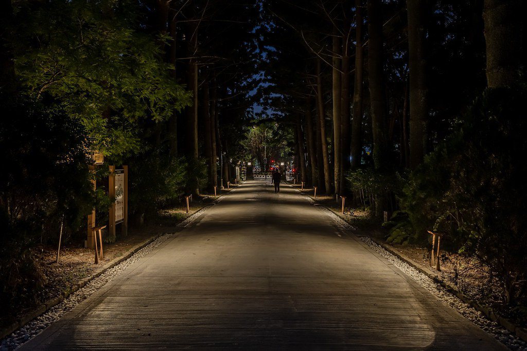 台北植物園植光步道。 圖片來源：中強光電文化藝術基金會提供。攝影：丰宇影像