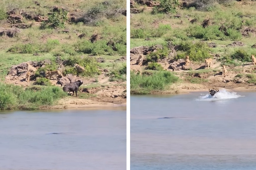 一隻落單的老水牛不慎脫離群體，慘遭10幾隻獅子盯上，眼看水牛寡不敵眾將成為獅子大餐，但牠卻走到滿布鱷魚的河中涉水離去，最後成功的驚險脫困。 (圖/取自影片)