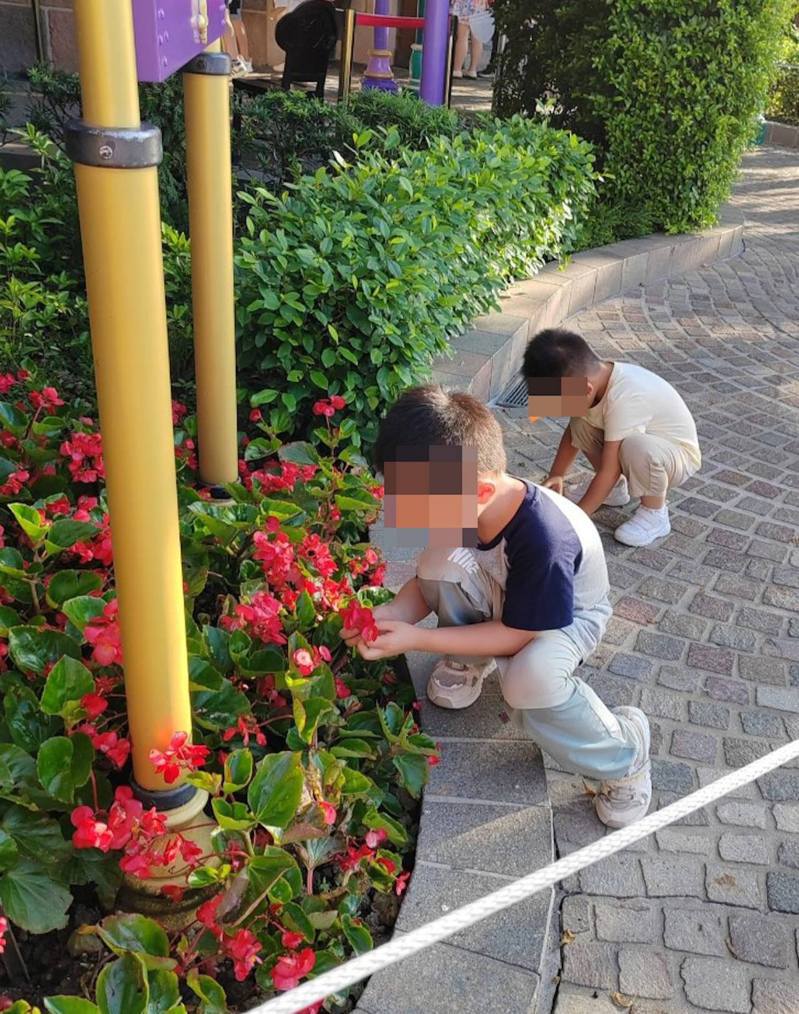 原PO去迪士尼時，看見2名操普通話男童摘取餐廳門外花朵。（FB「我真係好鍾意迪士尼資訊分享群」圖片）