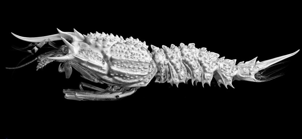 嘉大張素菁助理教授利用micro CT技術呈現深海鐮蝦新物種外觀。嘉義大學／提供