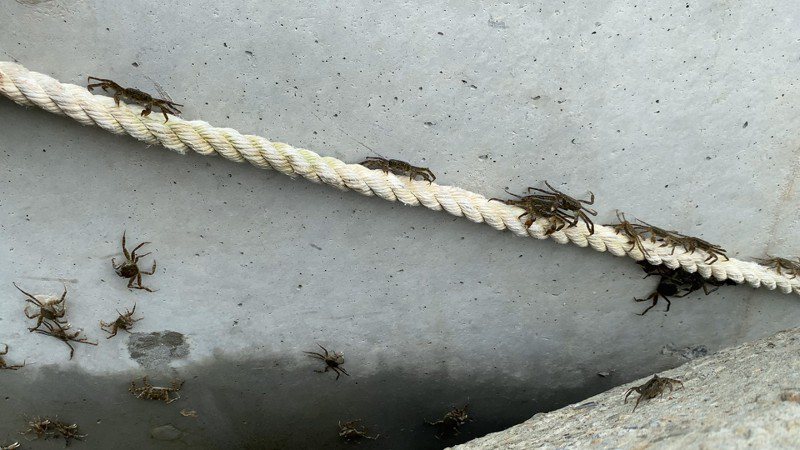 去年碧潭堰施工期間以一條麻繩打通毛蟹回家的路。圖／新北水利局提供