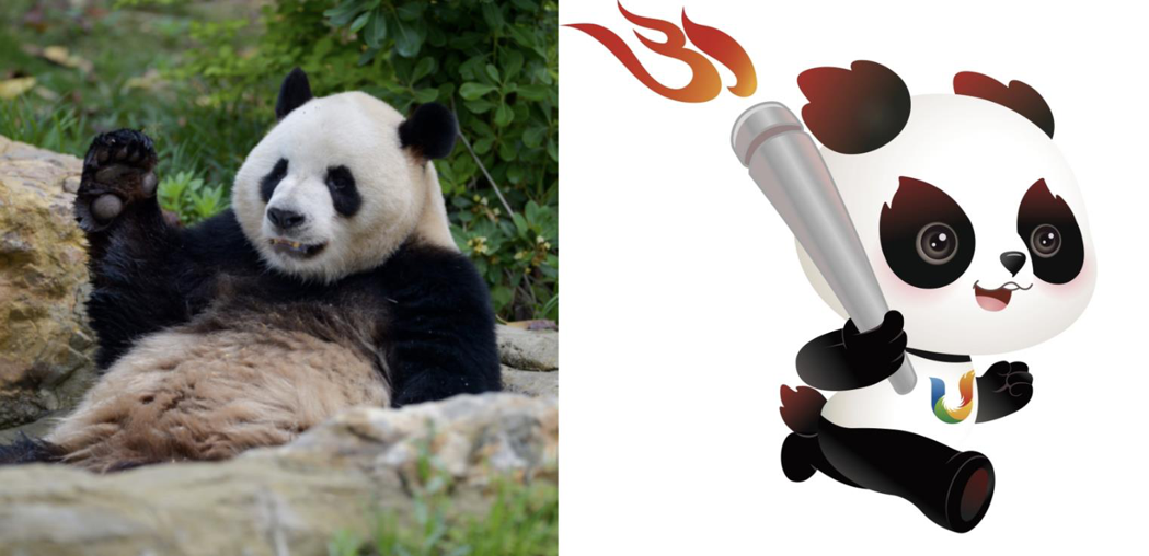 2021成都世界大學運動會吉祥物「蓉寶」，其外型設計以現位於成都熊貓基地的大熊貓...