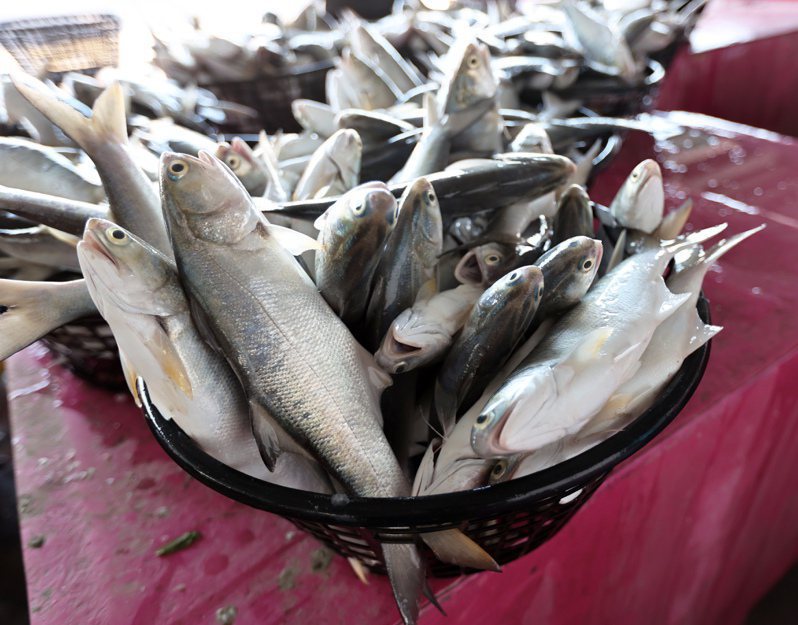 雲林午仔魚的漁獲量明顯增加，雲林區漁會表示和台塑企業連年大規模魚苗放流有關。記者蔡維斌／翻攝