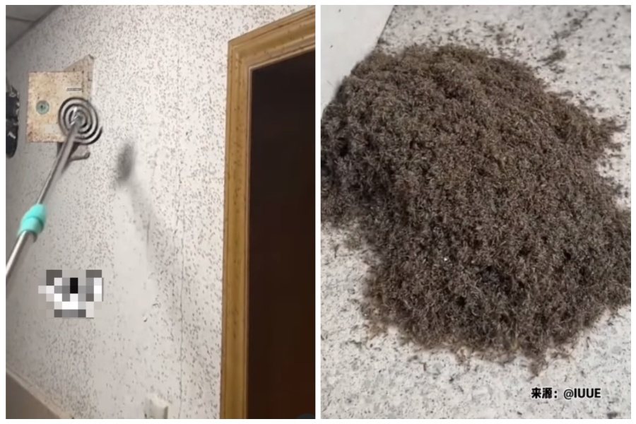 網友清理房子內密密麻麻的蚊子，被殺死落地的蚊子積得像灰塵一樣厚。圖取自IG