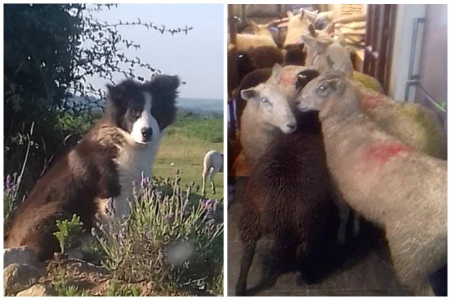 女子在自家廚房驚見好幾隻羊在閒晃（右），才發現是他養的邊境牧羊犬寶寶幹的好事。圖取自每日郵報