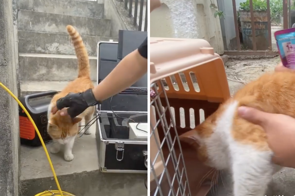 消防員在拯救受困藍貓時，意外遇到一隻橘貓跑來湊熱鬧。圖/翻攝自微博