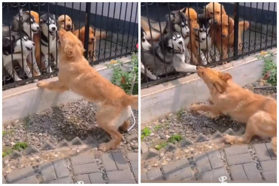 哈士奇和黃金獵犬隔著欄杆在吵架，其中一隻二哈把手伸出柵欄，遭對面的阿金爆咬。圖取自微博