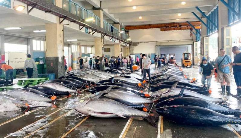 颱風過後，宜蘭南方澳漁港的黑鮪魚捕獲大豐收，今天拍賣177尾，創下今年以來的單日最高紀錄，拍賣黑鮪魚一字排開，場面壯觀。圖／取自蔡源龍臉書
