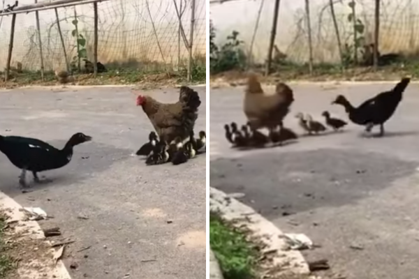 鴨媽媽眼睜睜看著自己的小孩全部跟母雞跑走。圖/翻攝自微博