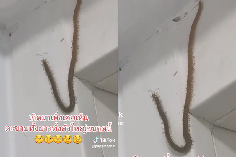 網路上流傳的影片可見，一隻看似蜈蚣的巨長生物爬上住宅牆壁，引起不少網友的好奇和關注。圖／截自TikTok影片