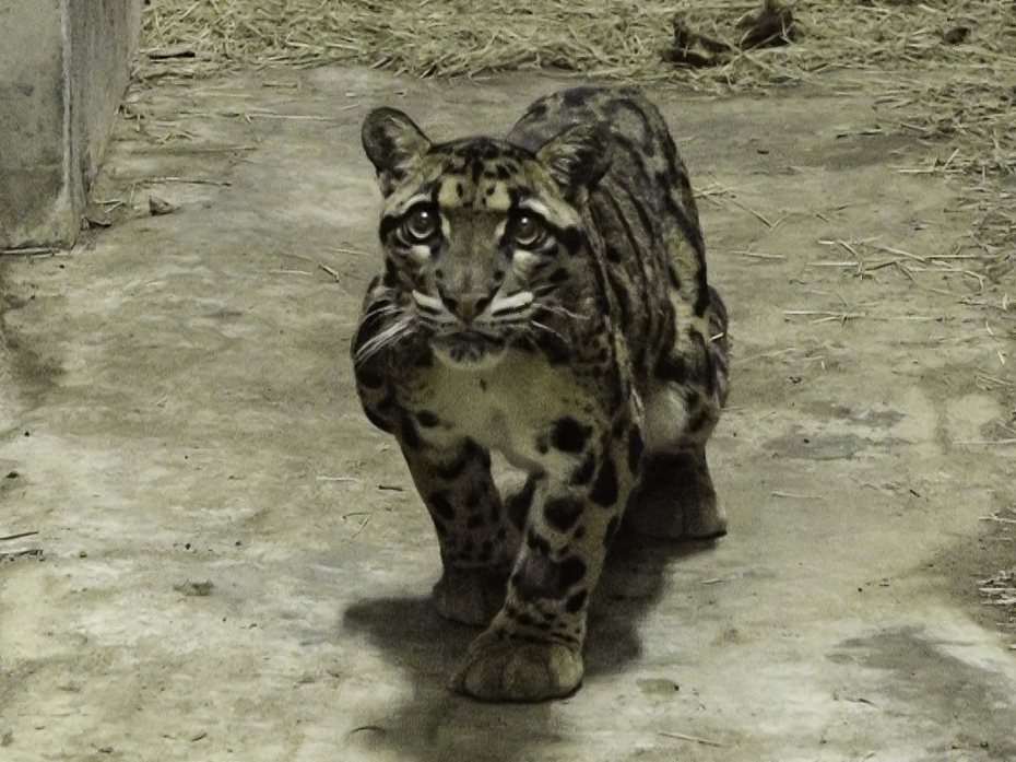 動物園表示，台灣動物區的雲豹活動場整修完成，「Suki」今天開始重返動物區大家見面。動物園提供