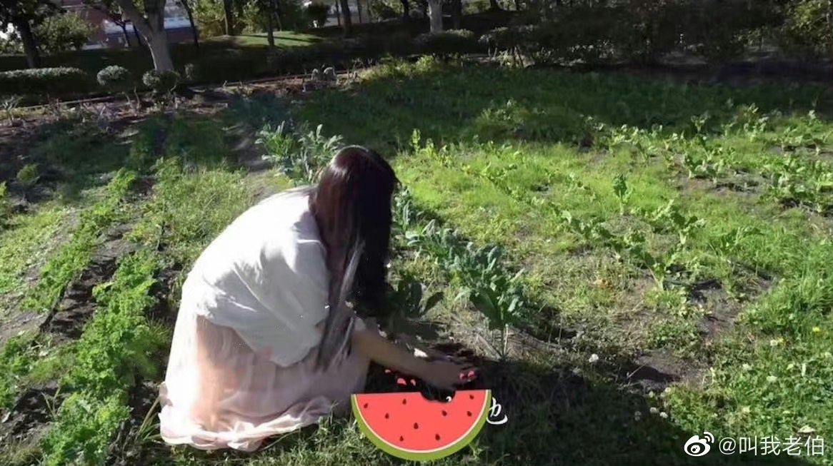 网友捕捉到王祖贤在田地种菜瓜叶的画面很亲民。图／摘自微博