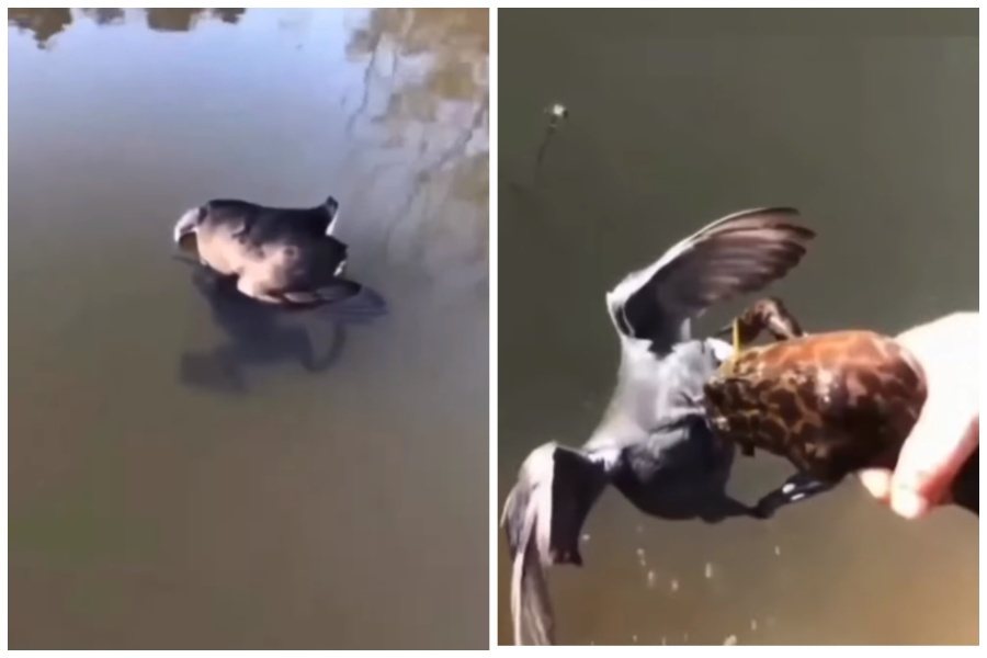 有人在湖面上看到一隻遇難的鴨子，抓起時發現牠被一隻牛蛙獵食咬住頭部。圖取自臉書