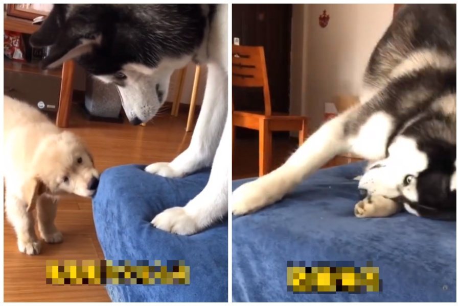 黃金獵犬寶寶在咬沙發，哈士奇居然現場示範更兇暴的拆法。圖取自微博