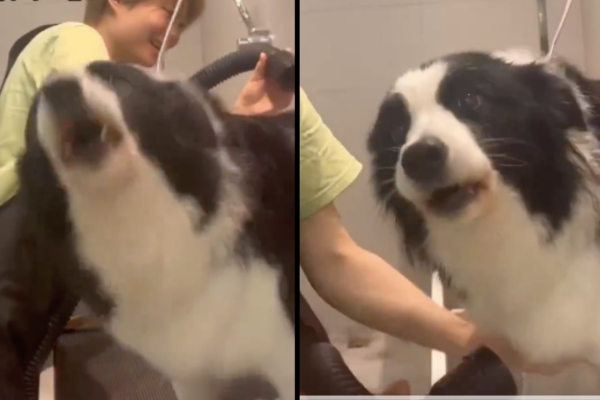 有飼主分享自己趁狗狗洗澡跑去吃飯，回來時慘被狗狗痛罵的影片。圖/翻攝自微博