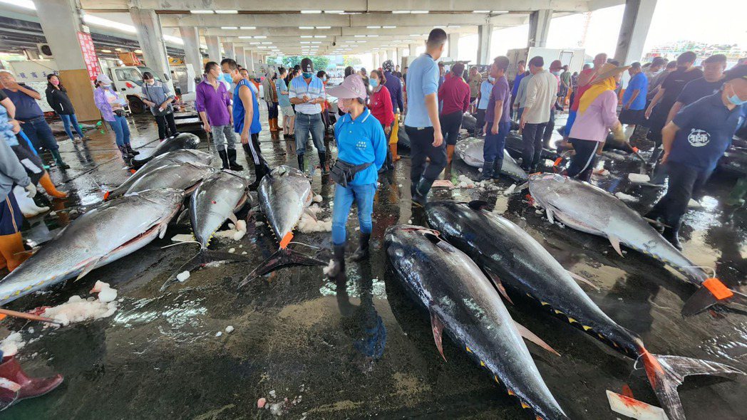 屏東東港漁港連兩天逾200尾進港，魚貨拍賣場人聲鼎沸，均價也從4月「第一鮪」每公...