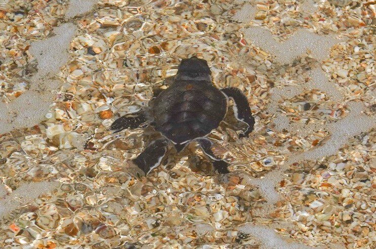 從卵窩孵出返回大海的稚龜。圖／台灣咾咕嶼協會提供