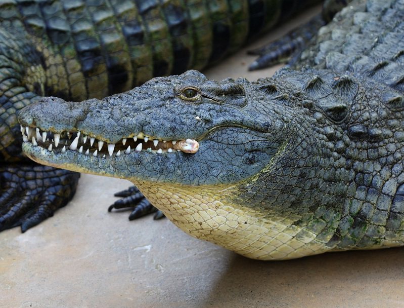 一隻位於杜拜的鱷魚。資料照片。路透
