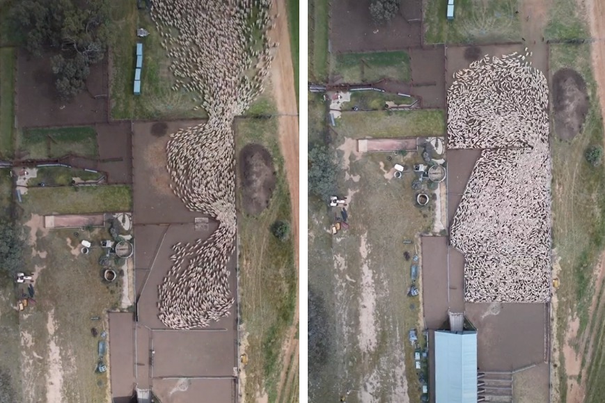 一名牧場主人用空拍機拍下自家邊境牧羊犬有多能幹，從影片中可以看到2隻邊牧將綿羊們一隻又一隻趕進欄舍中，花不到幾分鐘的時間便將上千隻羊通通全數歸隊。 (圖/取自影片)