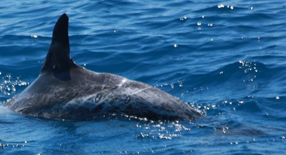 背鰭有平整的切割及身上有線狀纏繞痕跡的花紋海豚。圖／黑潮海洋文教基金會