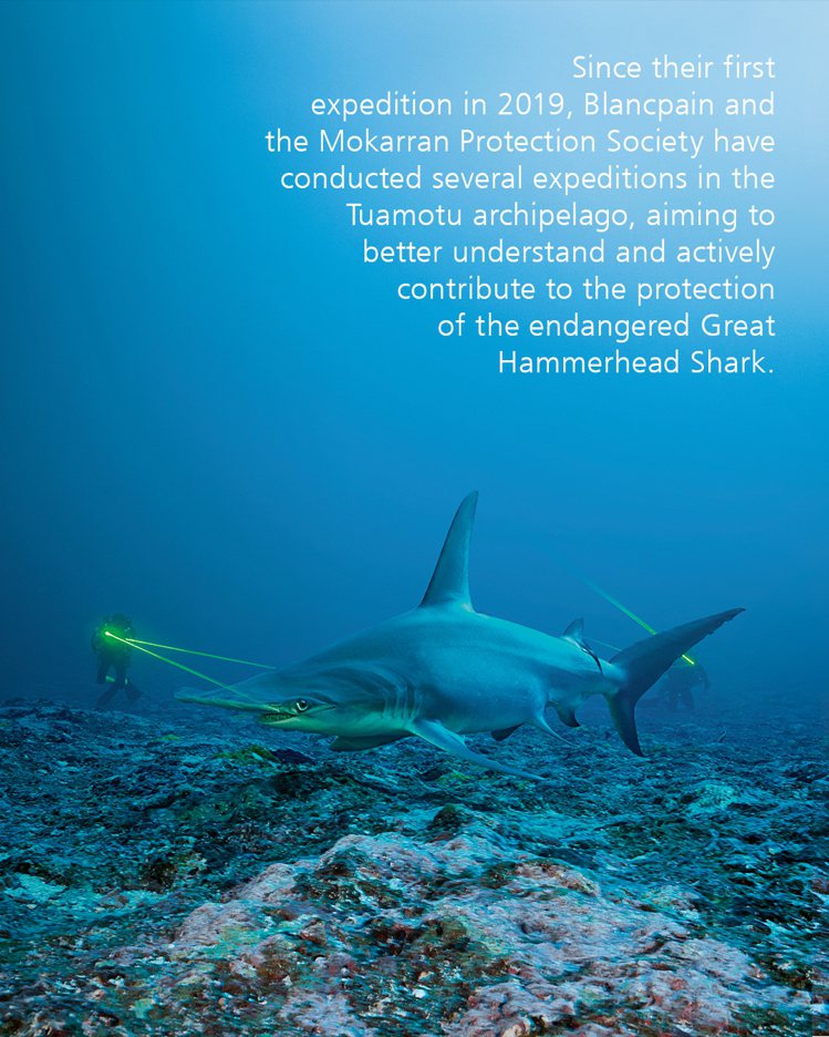 寶珀和「雙髻鯊保育協會」合作，進而支持、保護在法屬波利尼西亞和其他地區棲息的野生...